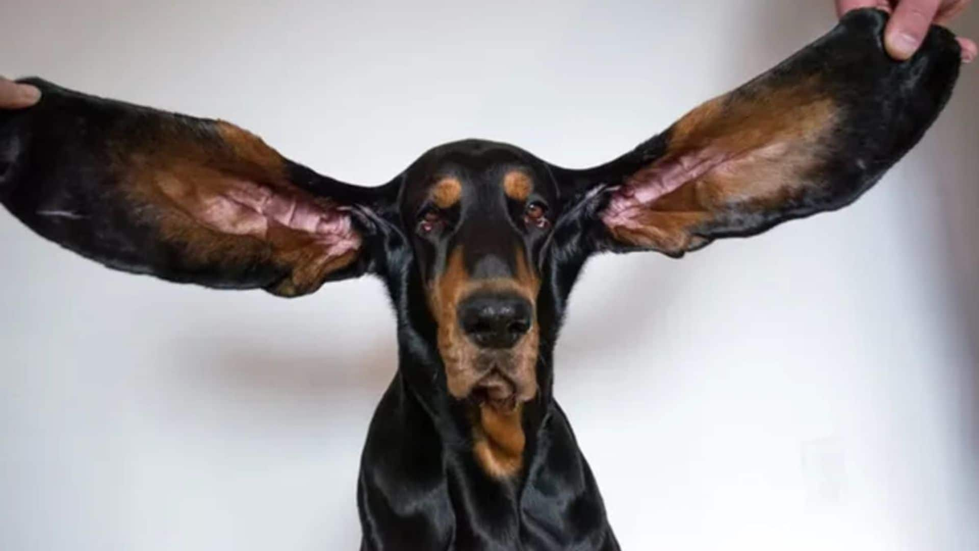 Pet of the week: Meet Lou, the dog with the longest ears