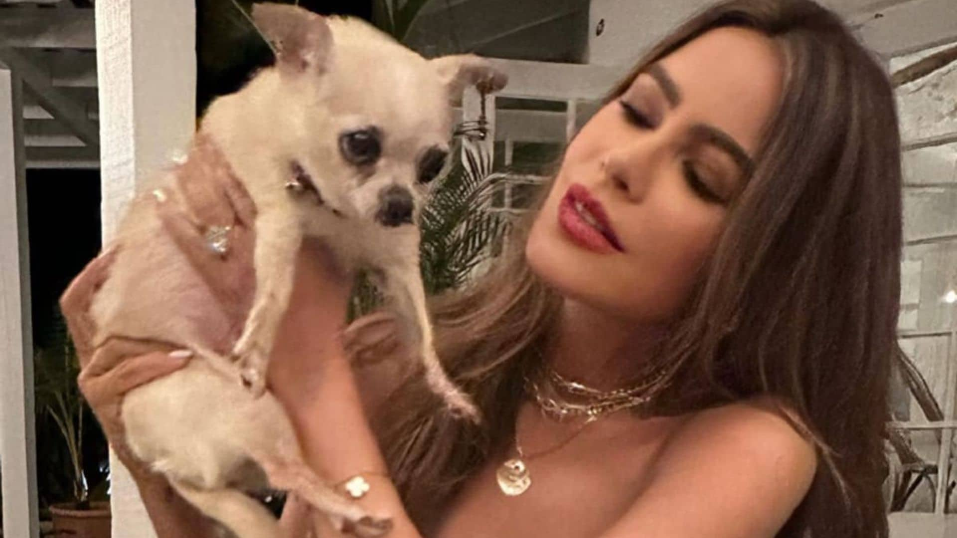 Pet of the week: Sofia Vergara celebrates her ‘vicious’ chihuahua’s 10th birthday