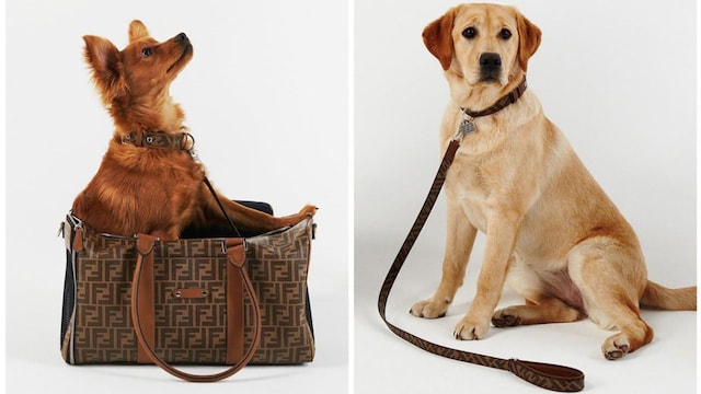 Fendi travel collection for pets