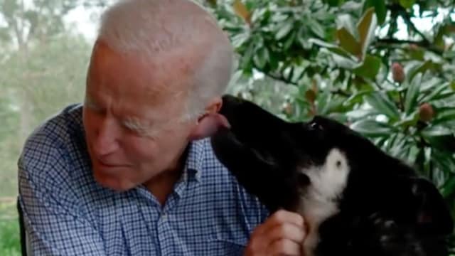 joe biden pets