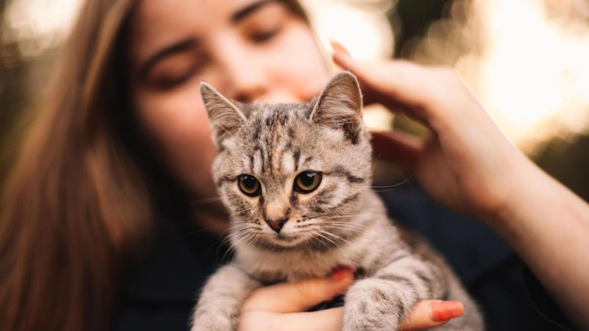 How do cats apologize to their owners?