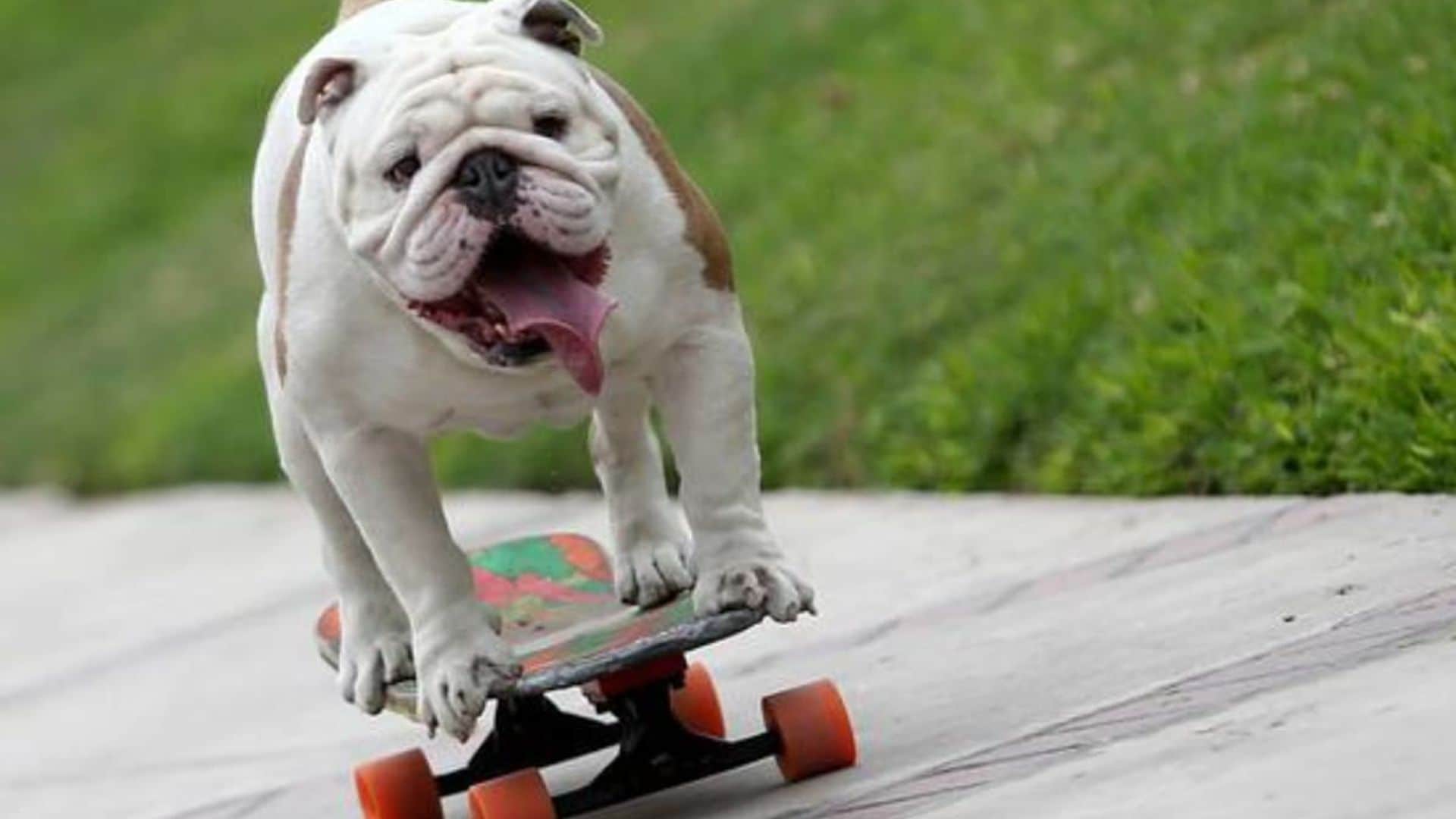 Pet of the week: Remembering Otto, the skateboarding dog from Peru