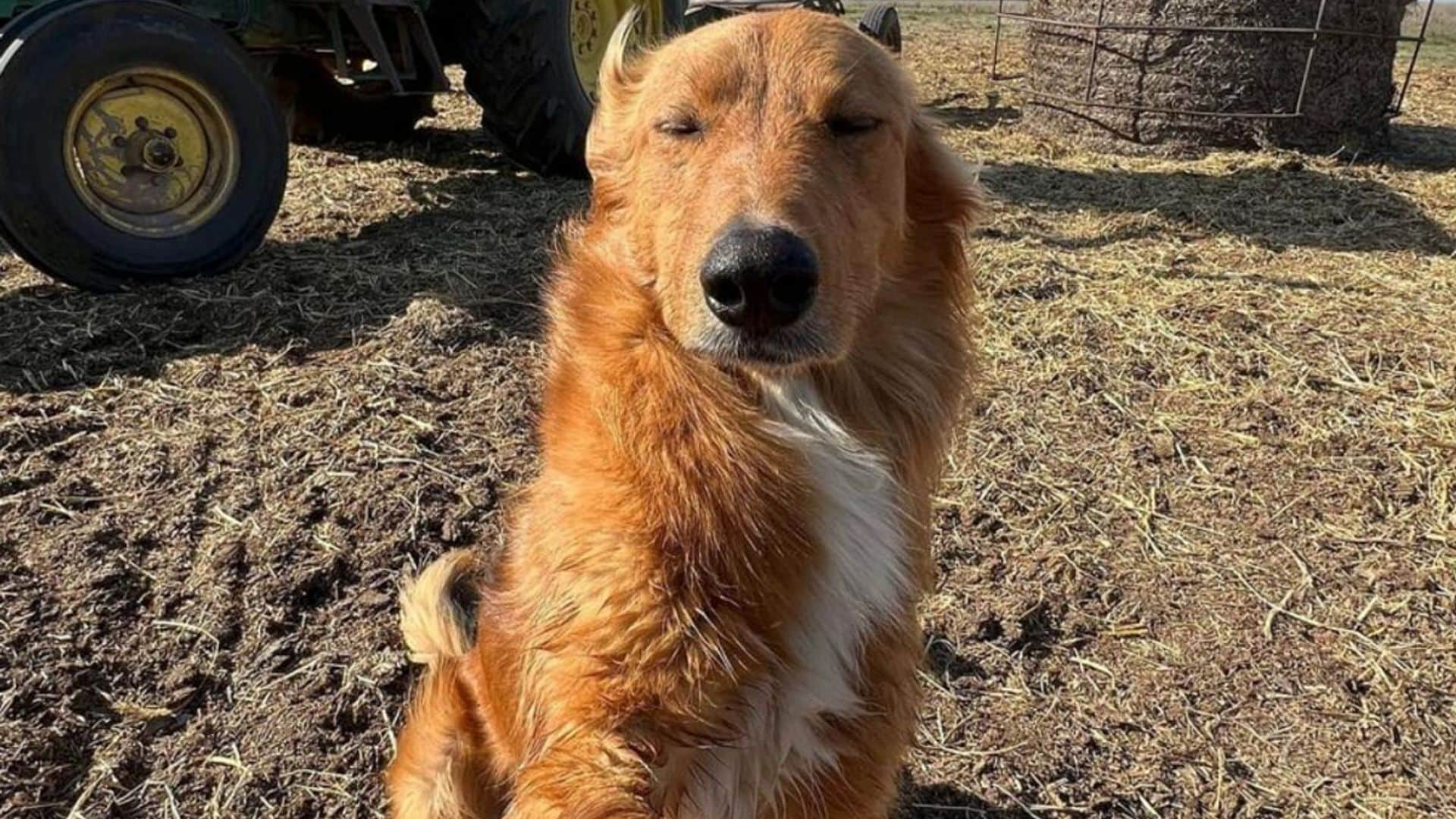 Pet of the week: This farm dog learned how to take selfies and has not stopped ever since