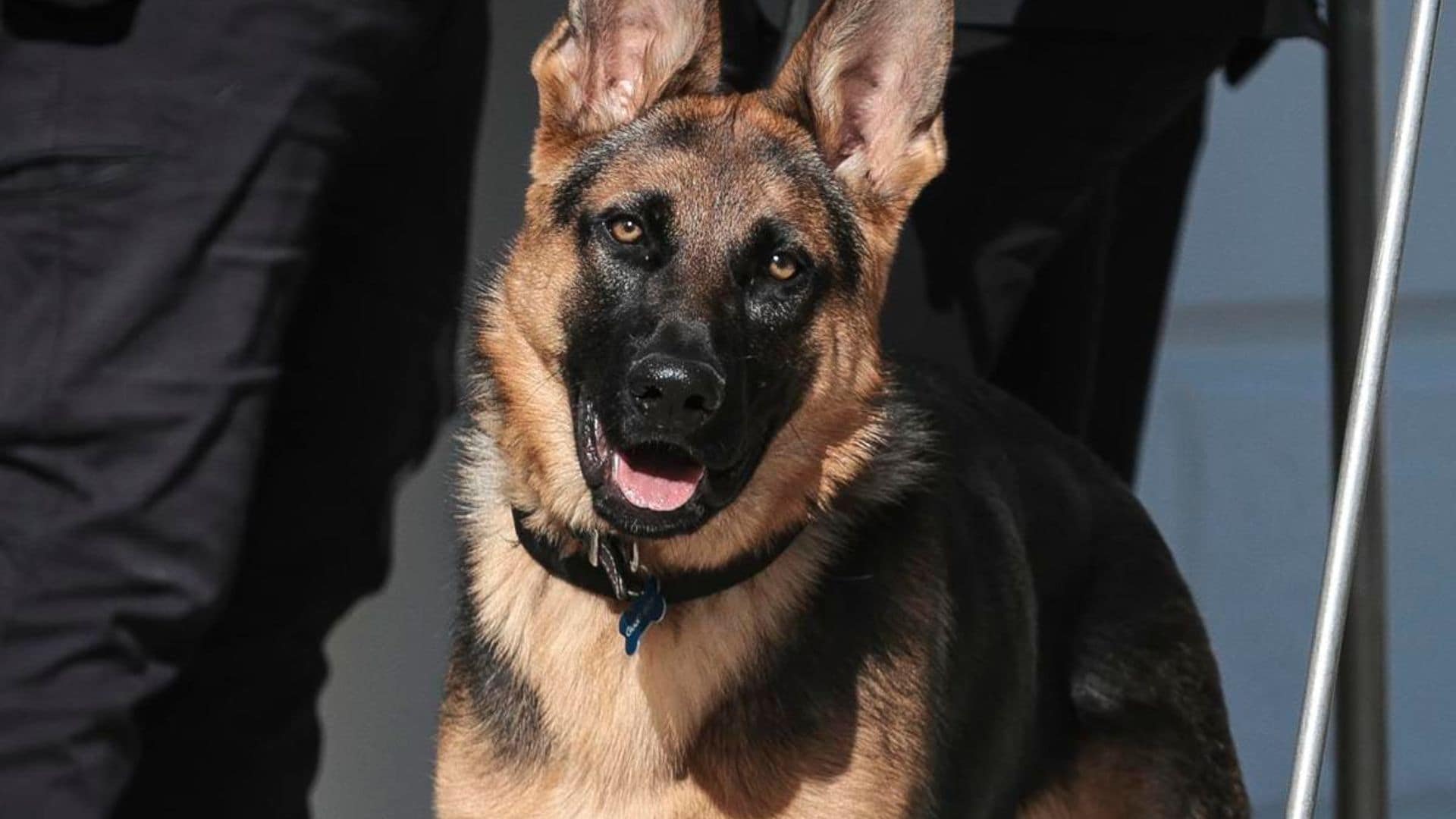 WATCH: Joe Biden’s adorable dog is giving a tour of the White House