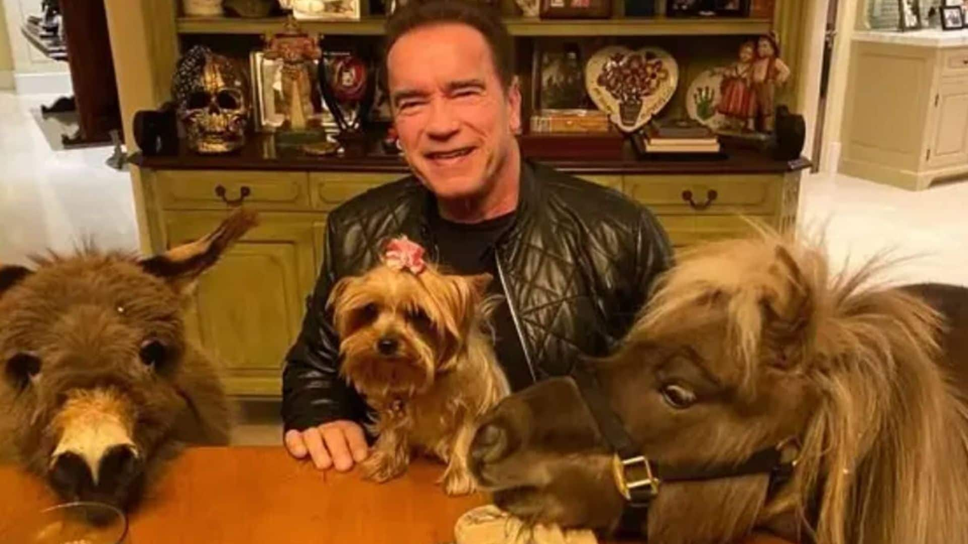 Pet of the week: Meet Lulu, Arnold Schwarzenegger’s pet donkey