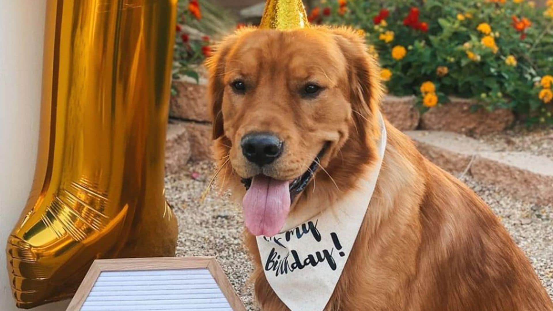 Pet of the week: This golden retriever celebrated his birthday with a pool party and 200 tennis balls