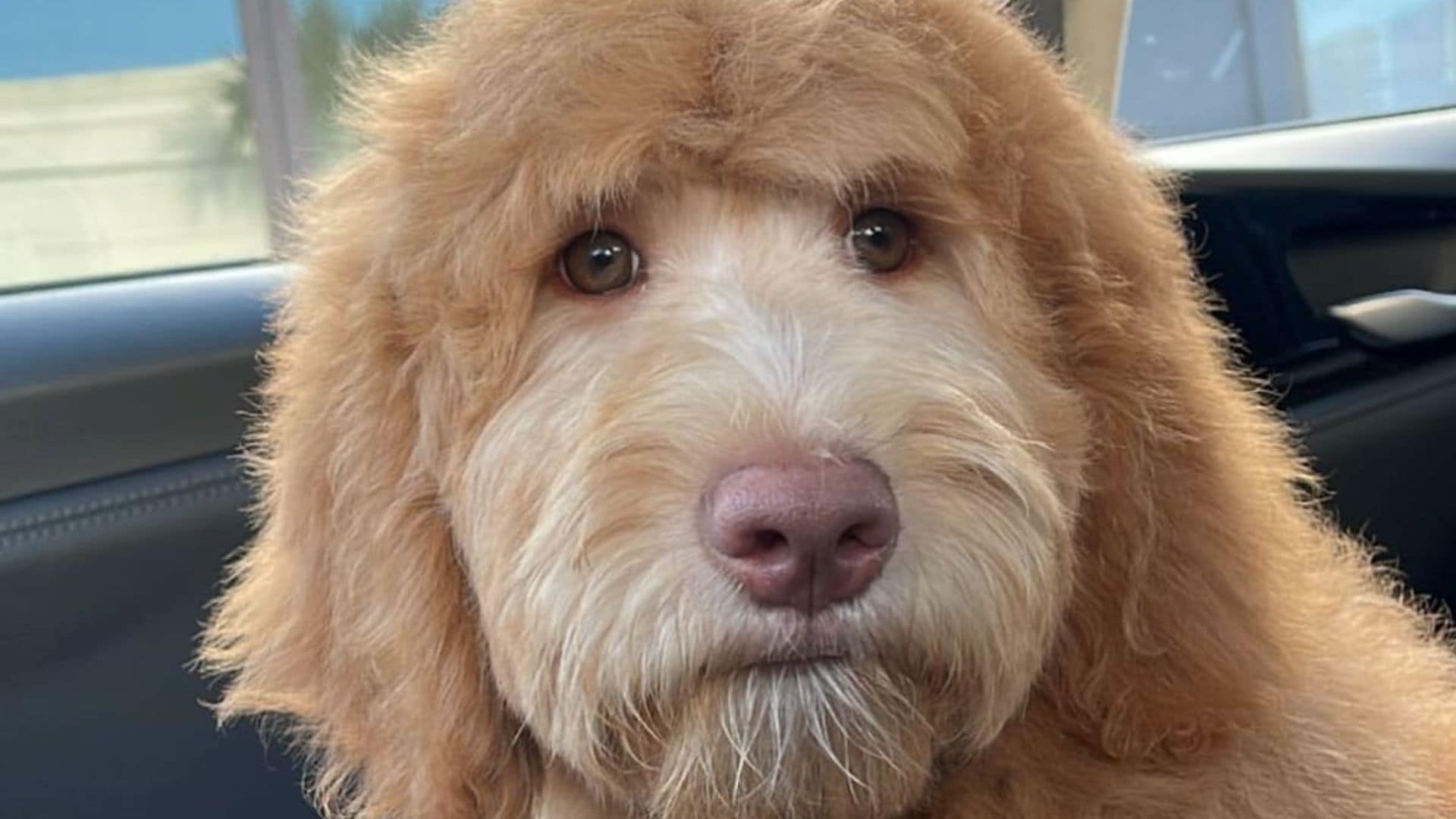 Pet of the week: Meet Layla, the pup who looks ‘exactly like Will Ferrell’