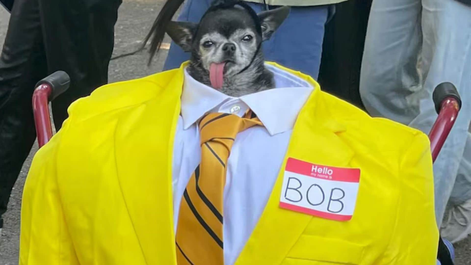 Pet of the week: Meet Don Pepe, the winner of New York City's Halloween dog parade