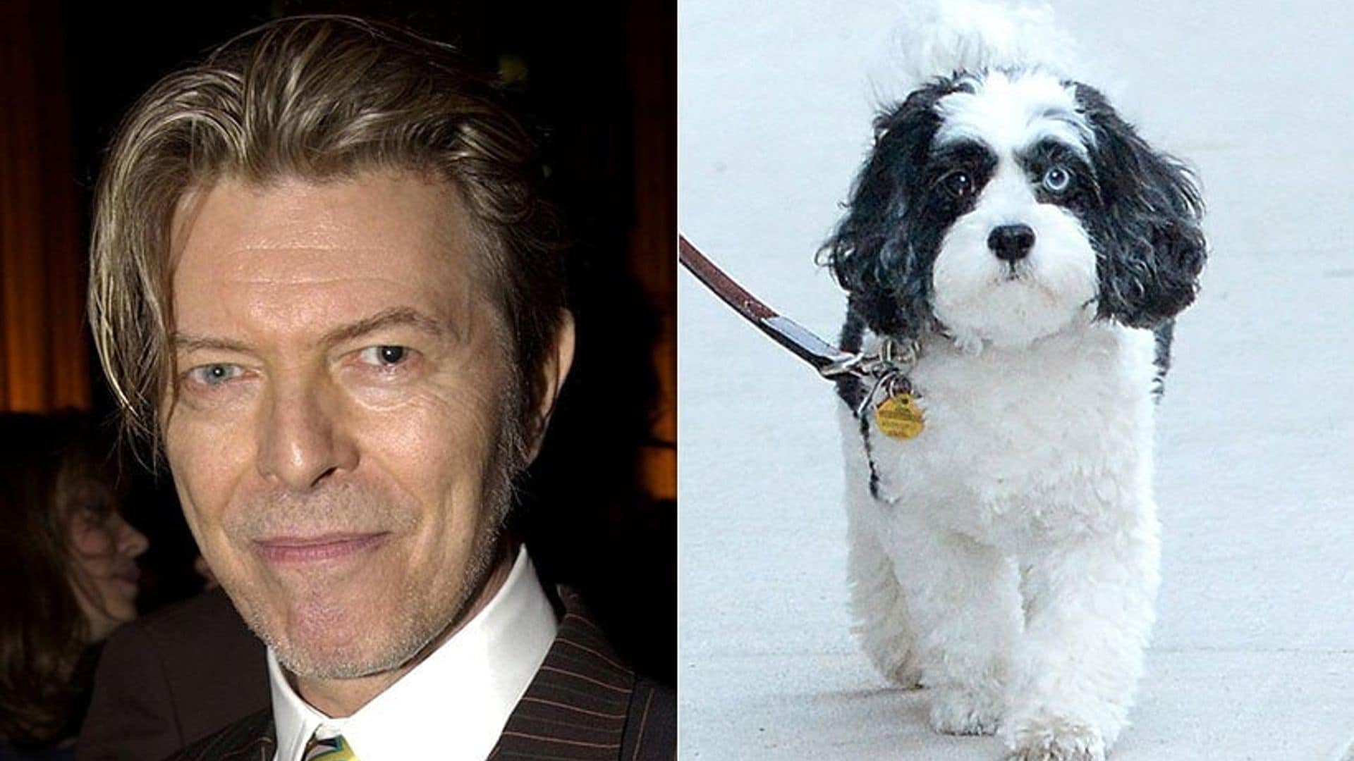 David Bowie's dog has different colored eyes – just like his owner