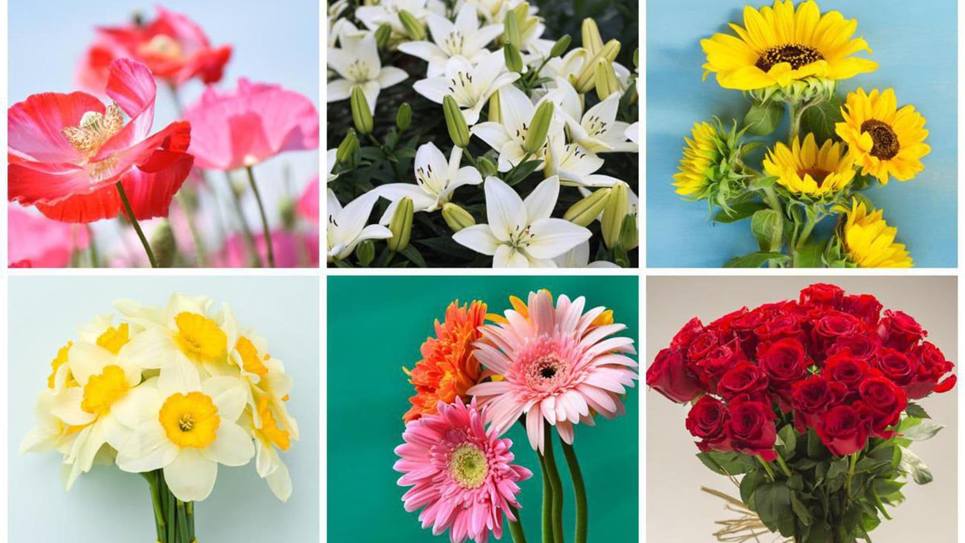 See which flower aligns with your personality based on your zodiac sign