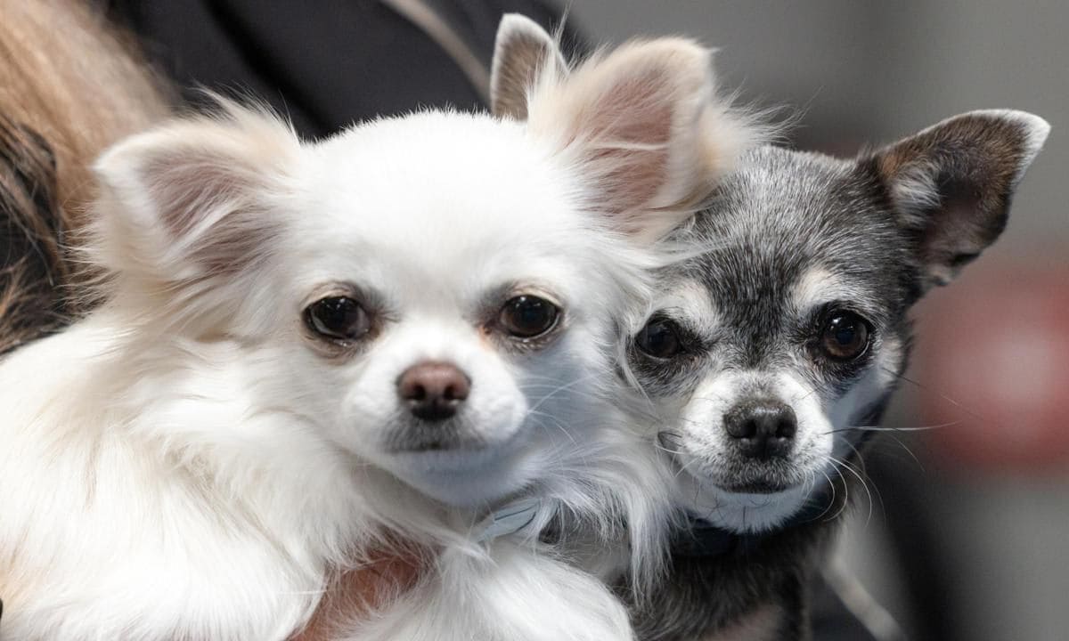 Chihuahuas