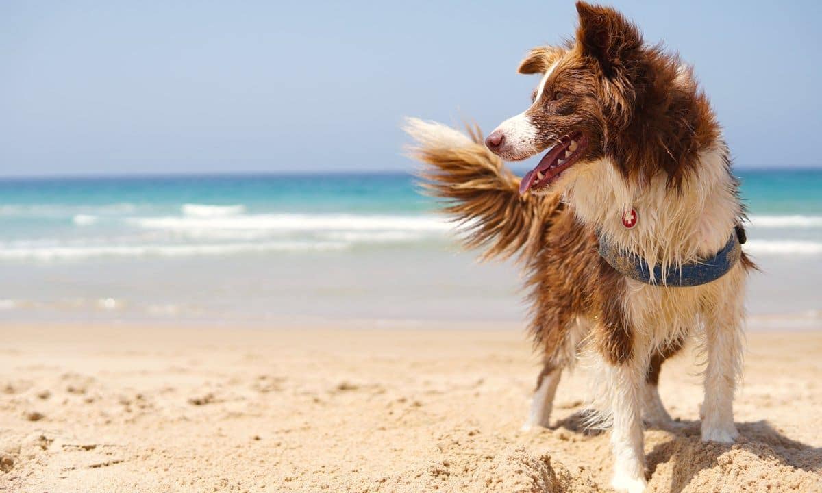 Dog in the beach