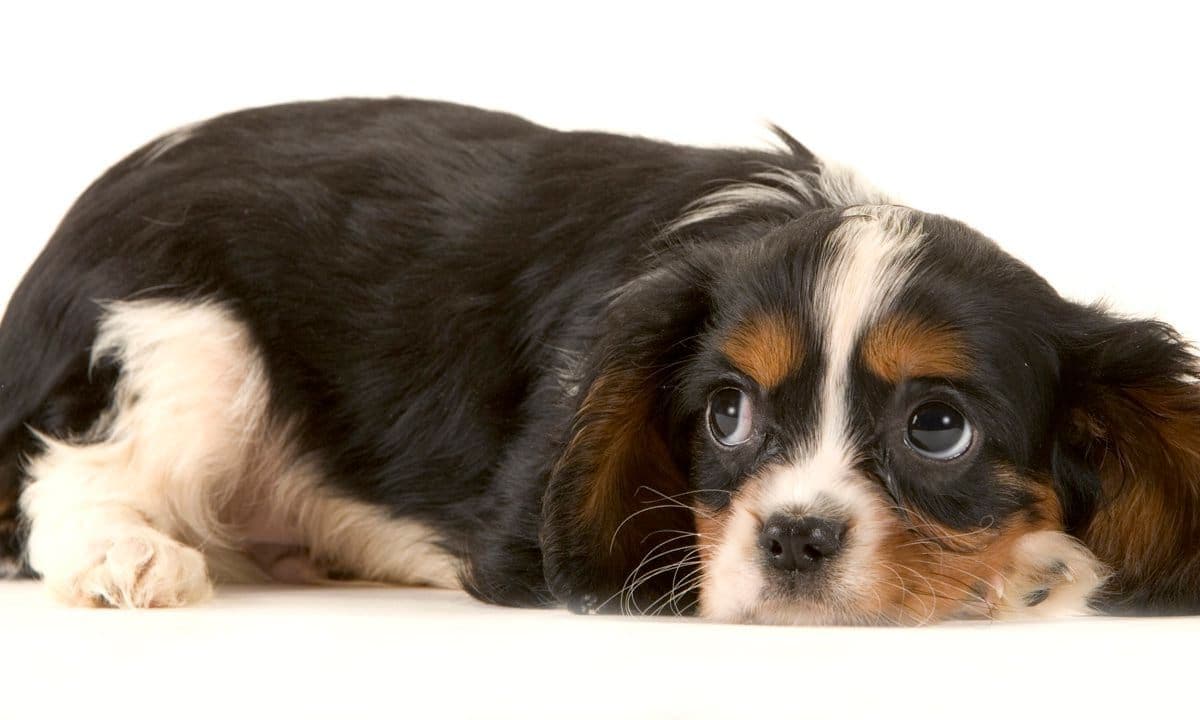 Cavalier King Charles spaniel, Canis familiaris