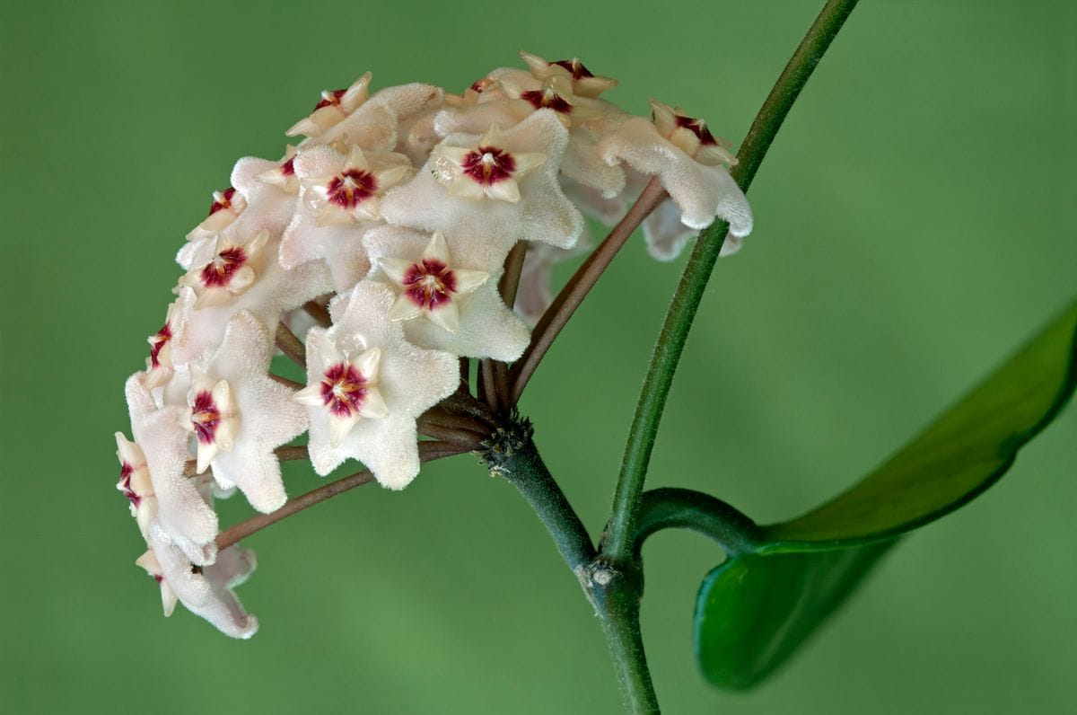 Flower umbel of a Wax Plant -Hoya carnosa- 