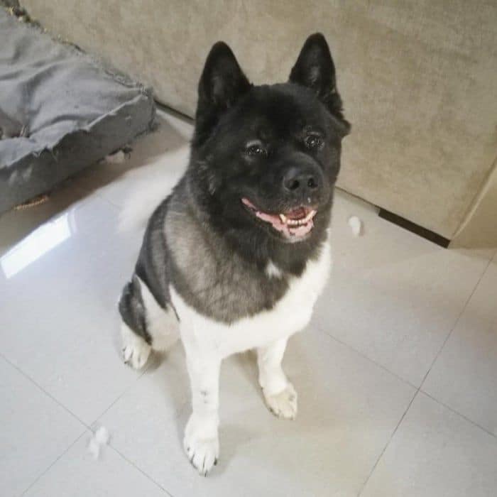Superman has one adorable sidekick. Henry Cavill shared a photo of his American Akita named Kal writing, "I count my lucky stars every day that this incredible dog is a part of my life. Truly this man's best friend."
Photo: Instagram/@henrycavill