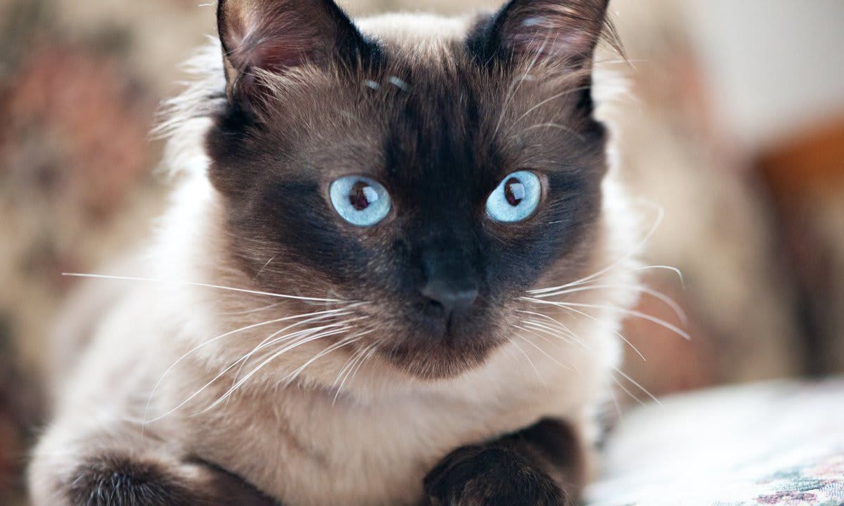 Burmese cat