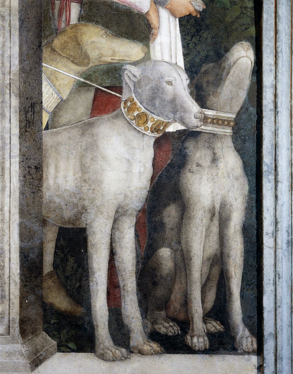 ITALY - SEPTEMBER 12:  Molossian dogs, detail from the Meeting Wall, 1465-1474, by Andrea Mantegna (1431-1606), fresco. San Giorgio Castle, Wedding Chamber or Camera Picta, Mantua. (Photo by DeAgostini/Getty Images)