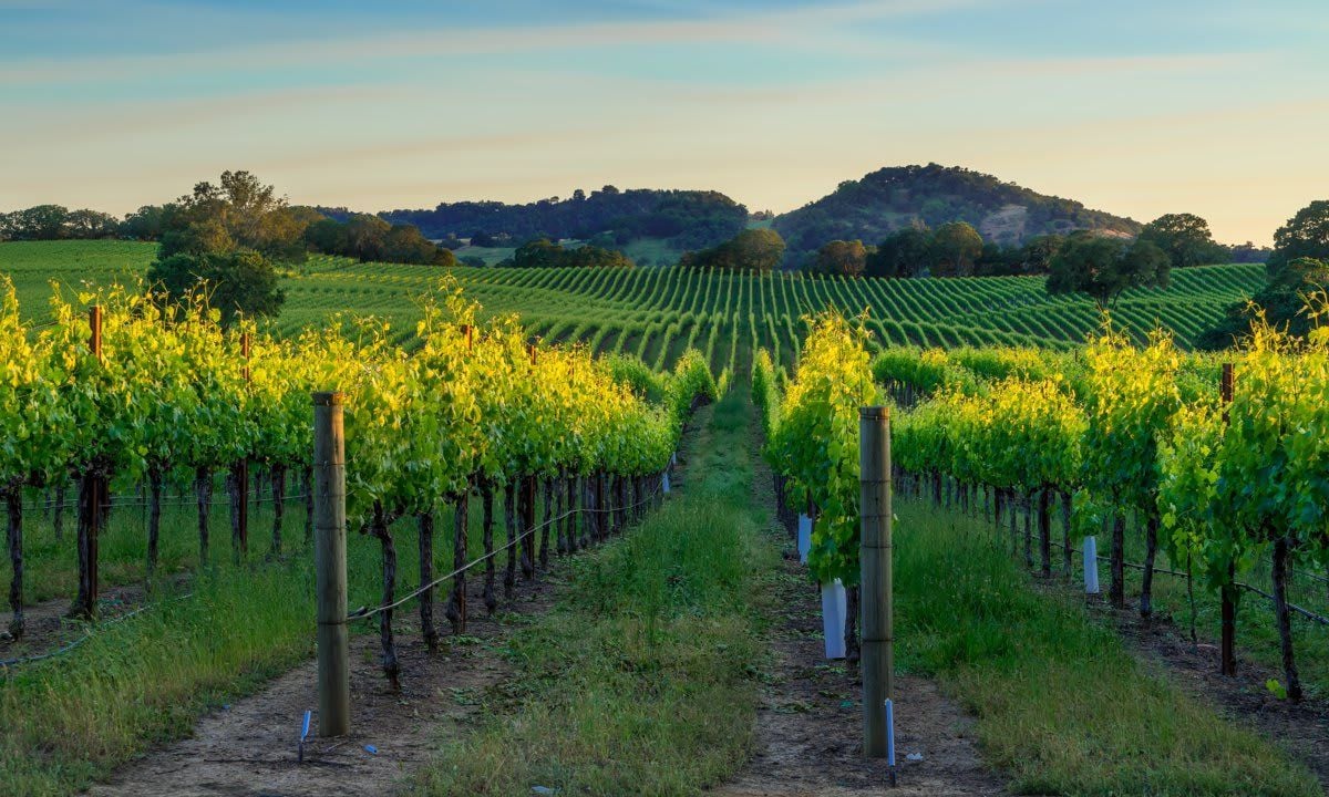 Sunset in the vineyards of Sonoma County, CA