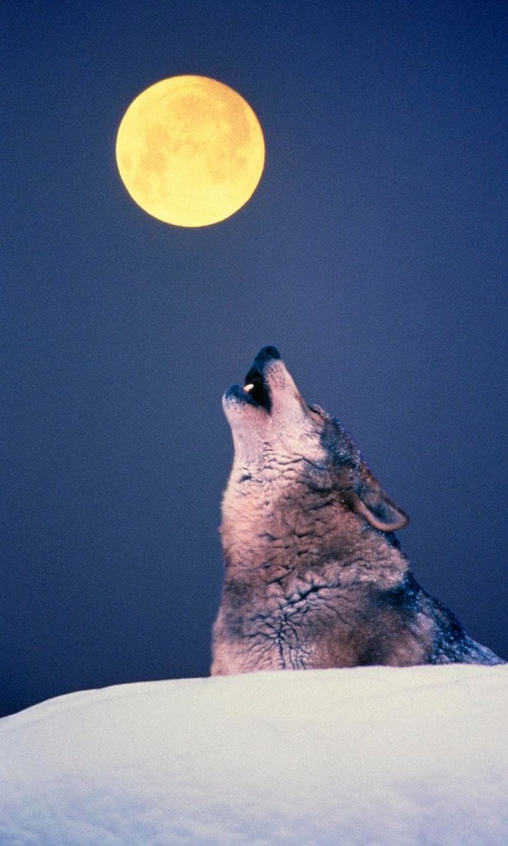 Wolf Moon