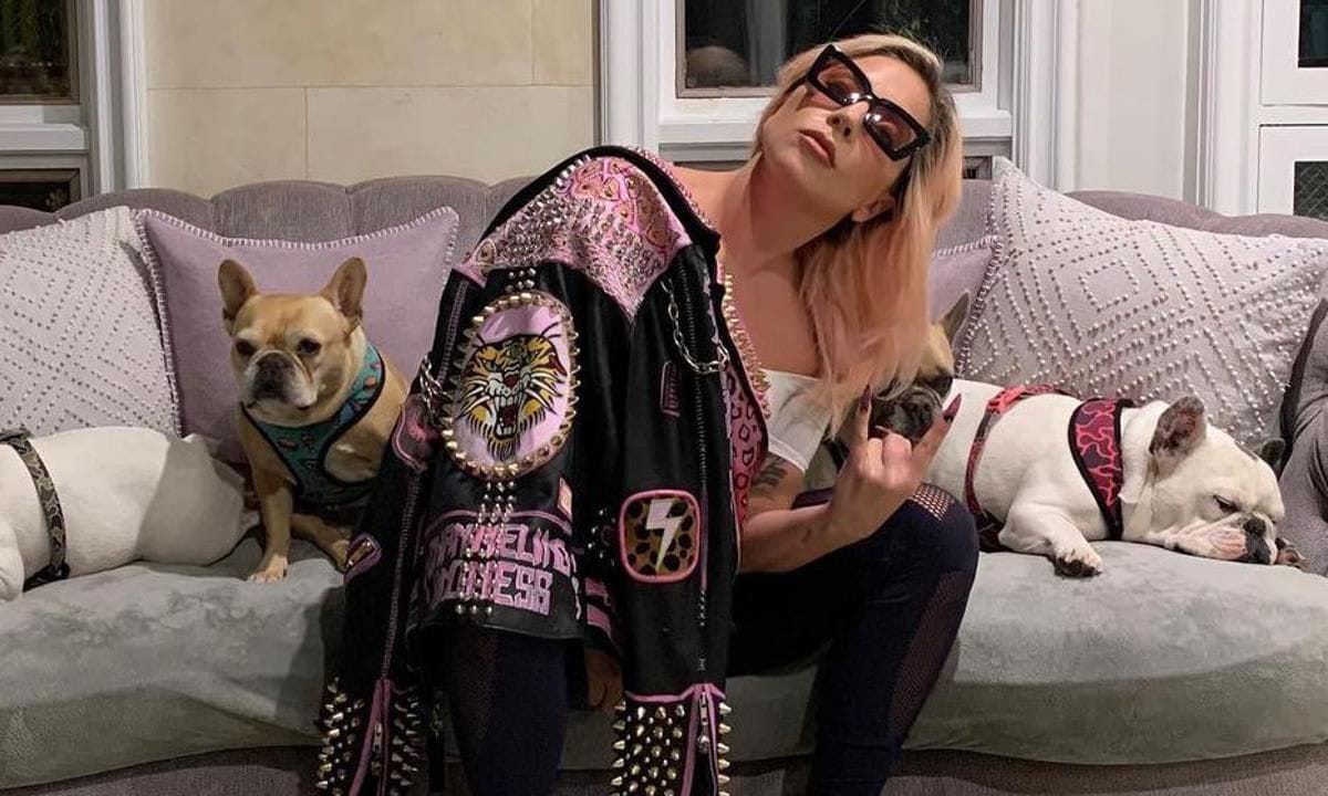 lady gaga dogs