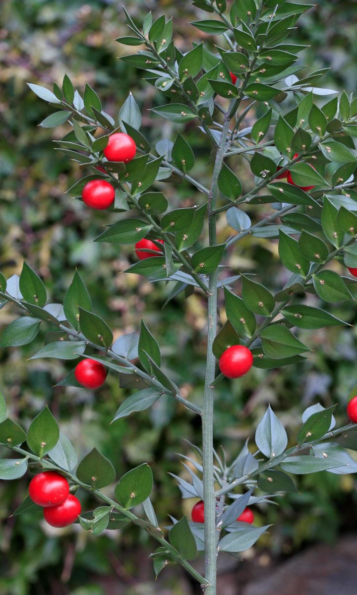 The plant Butcher’s Broom is considered a traditional remedy for tired legs.