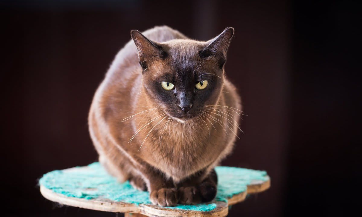 Black Burmese cat