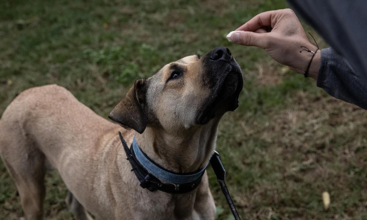 Istanbul's Commuter Street Dog, Boji, Becomes Internet Sensation