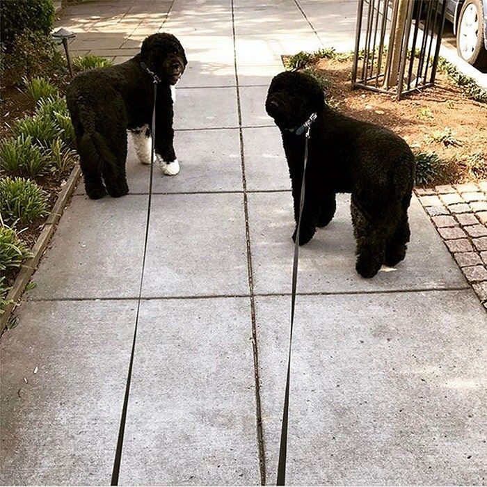 Michelle Obama posted this sweet photo of pets Sunny and Bo trying to take the lead into the new season. She posted the photo on Instagram with the caption: "Look who has a spring in their step! Celebrate the #FirstDayofSpring by grabbing a friend, heading outside, and getting moving."
Photo: Instagram/@michelleobama