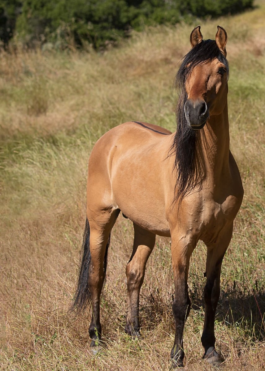 Spirit, the majestic Kiger Mustang stallion who inspired the animated DreamWorks film