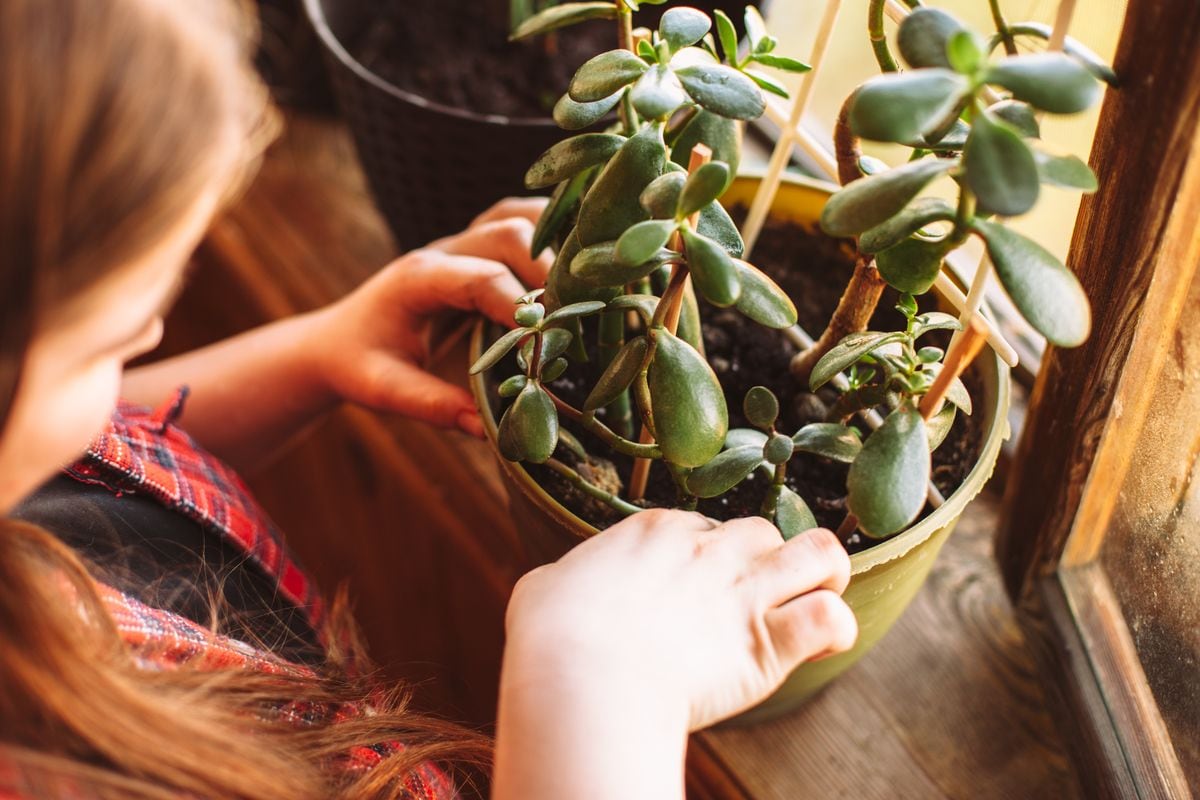 How to care for a Jade Tree and invite prosperity into your life