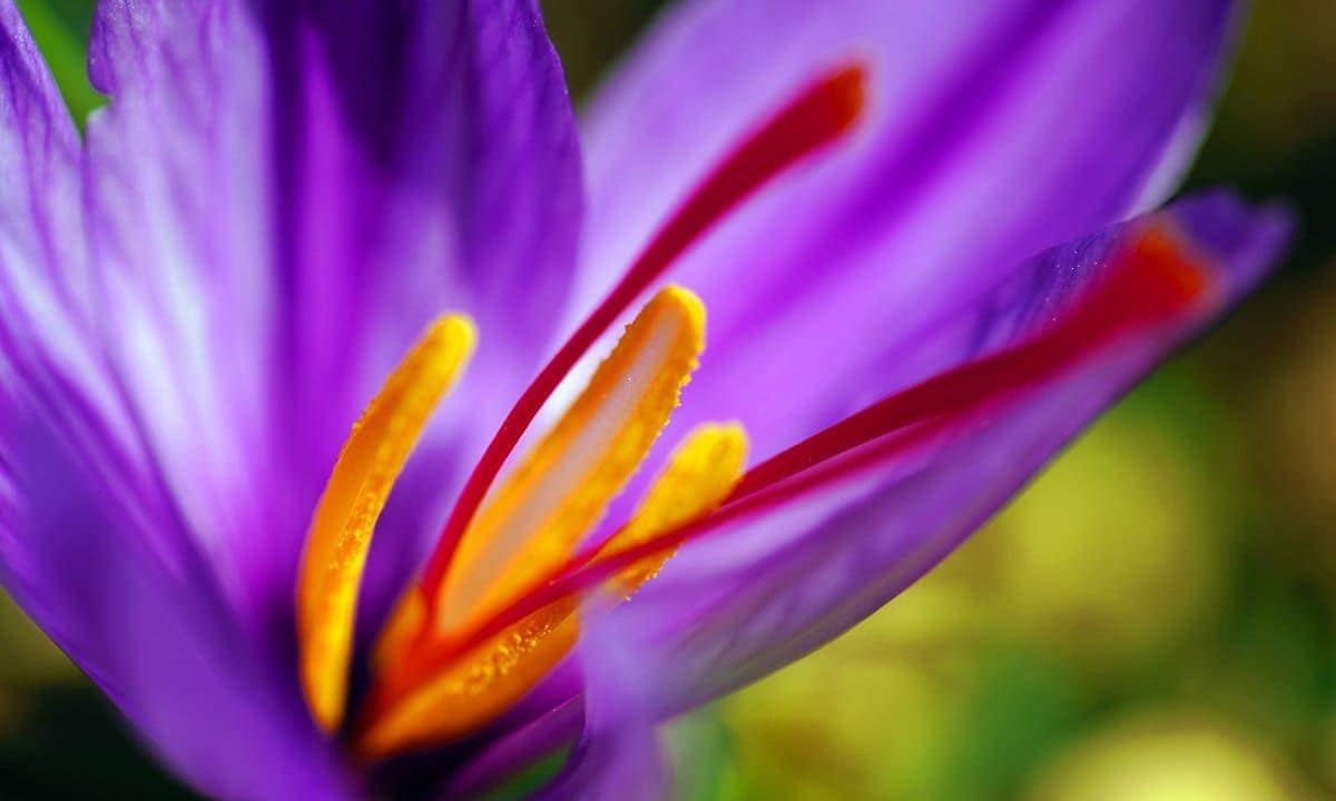 Crocus sativus with Saffron