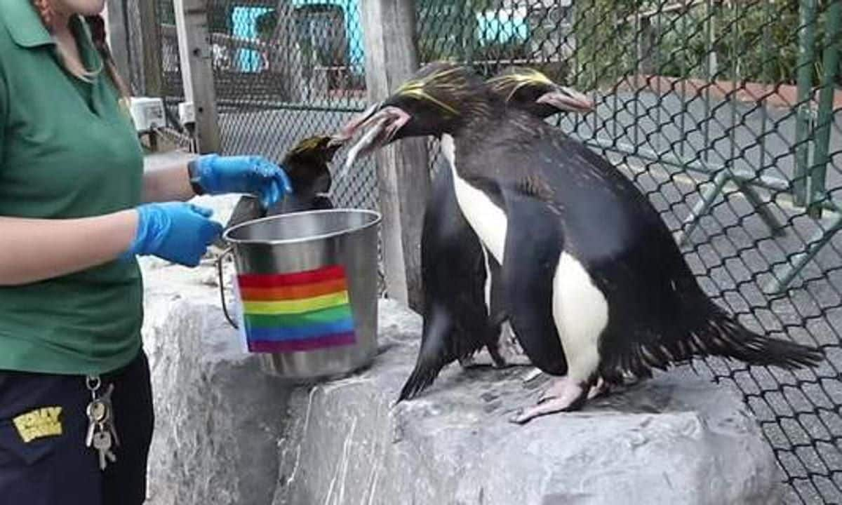 Gay penguins