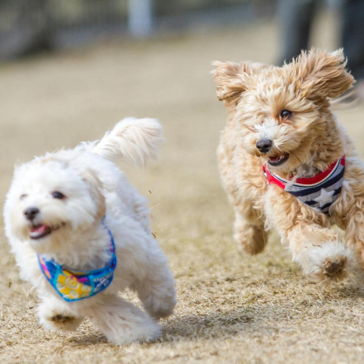 MEET THE MALTIPOO - All about one of the most adorable breeds of small dog