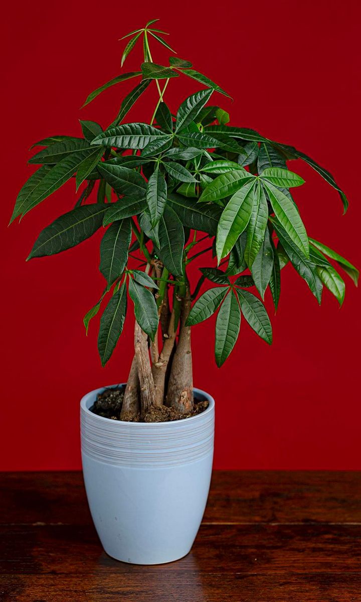 Money Tree