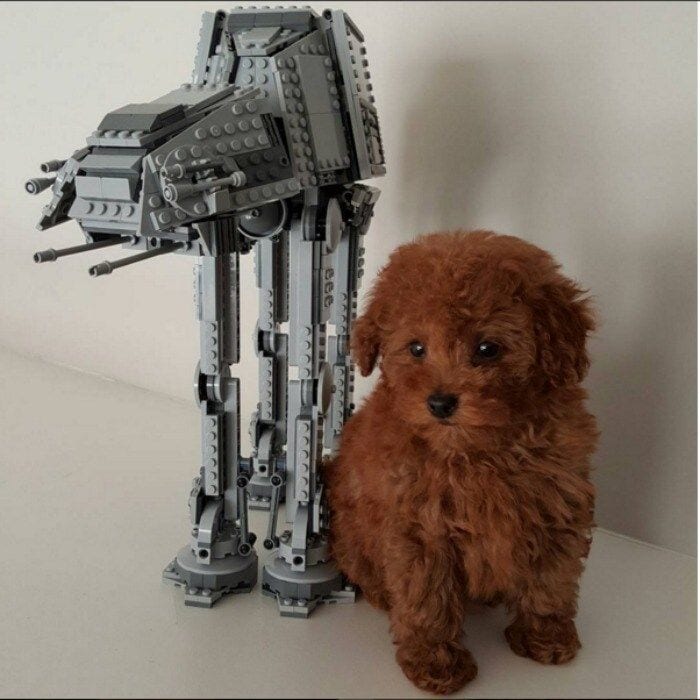 After showing up to We Day California with his adorable new pup in tow, Jacob Tremblay asked fans for their help with naming the newest member of the Tremblay clan. After careful consideration, the young star decided on naming the toy poodle Rey.
<br>
Photo: Instagram/@jacobtremblay