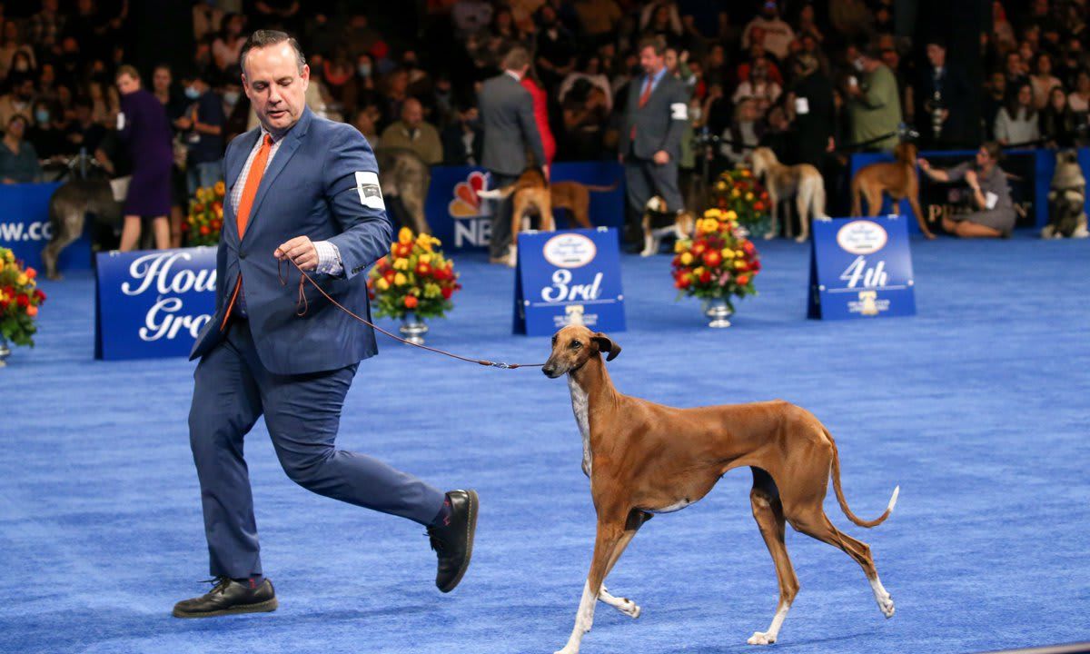 The National Dog Show Presented by Purina - Season 2021