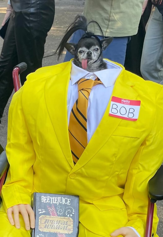 Don Pepe, the winner of Halloween's dog parade