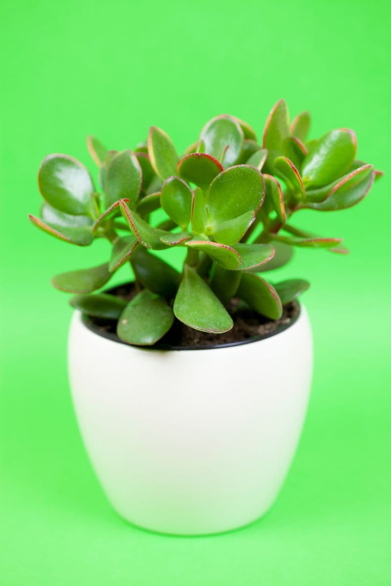 Succulent plant