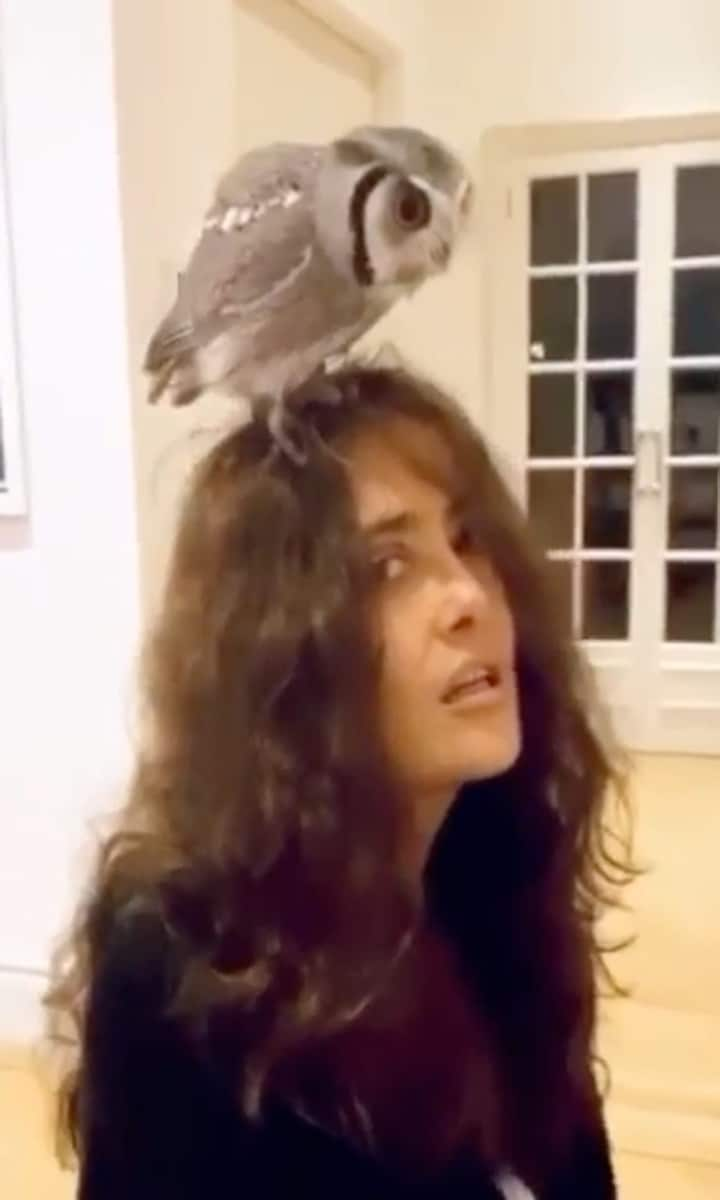 Salma Hayek owl