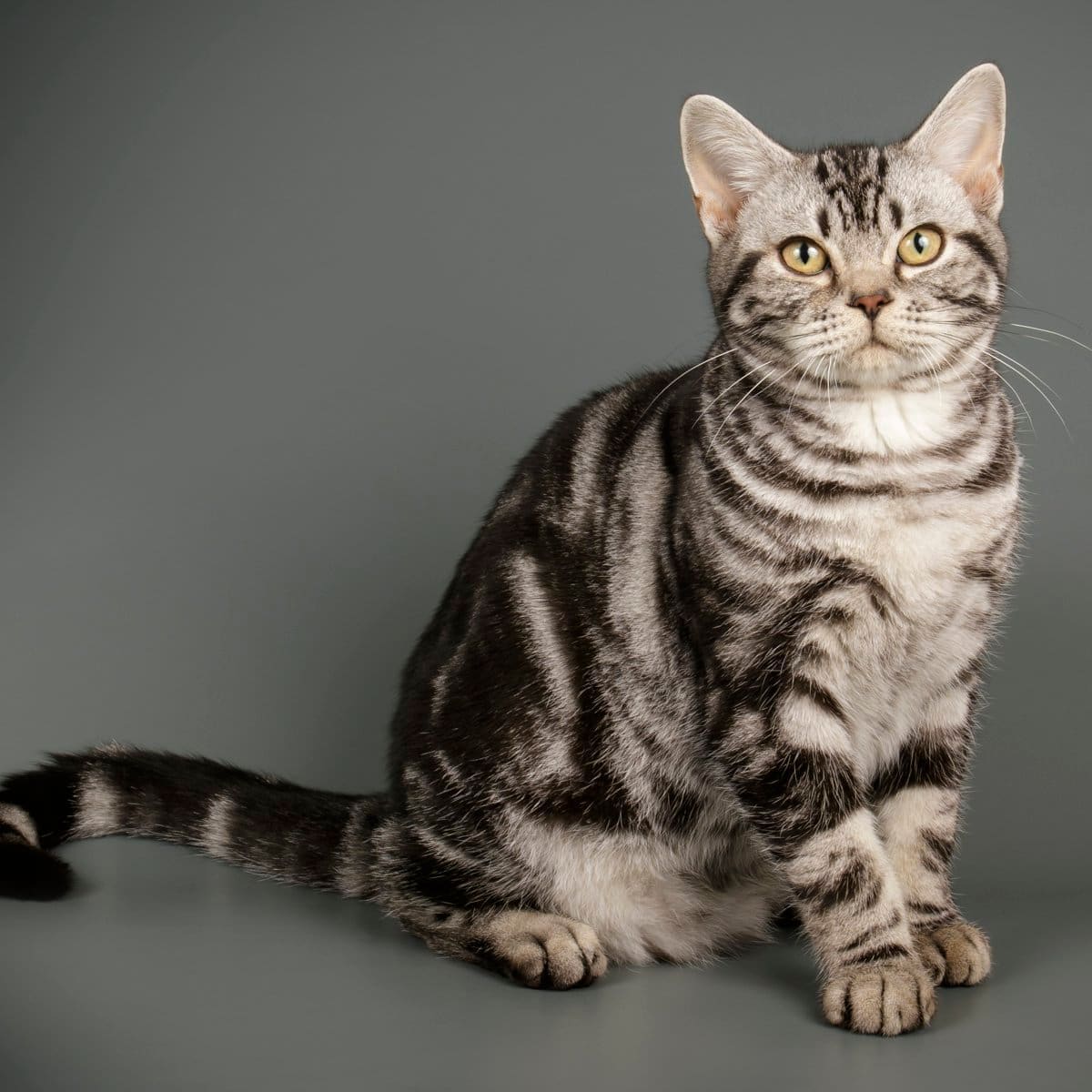 American shorthair cat on colored backgrounds