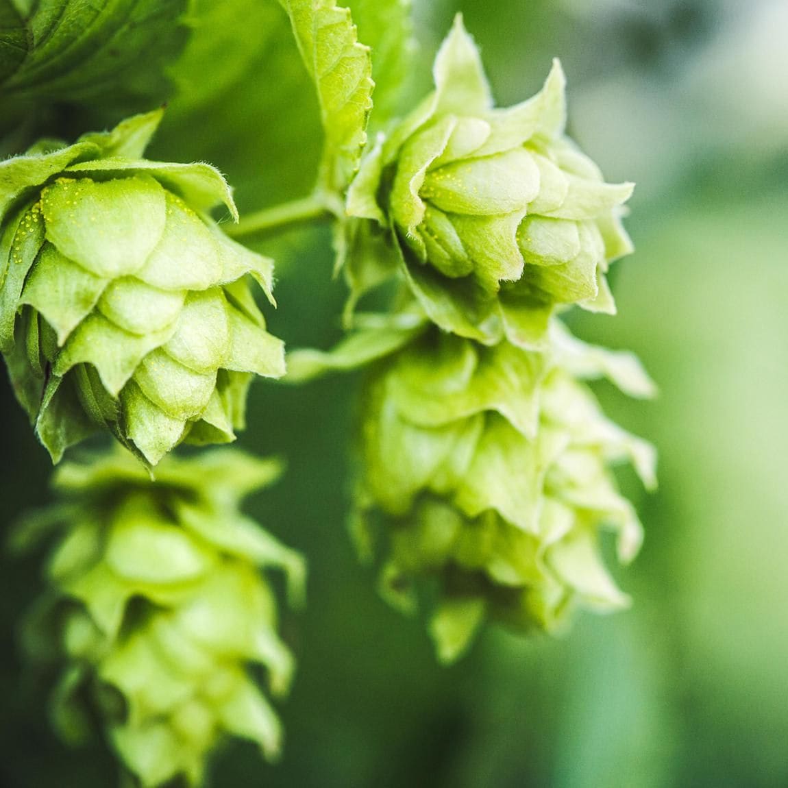 Fresh Hop Cones