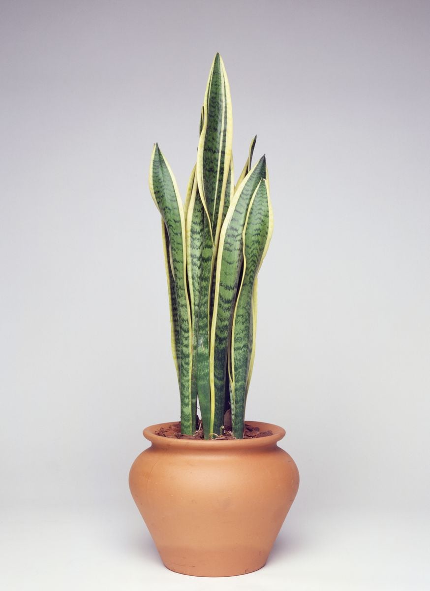 Snake sansevieria (Sansevieria trifasciata Laurenti), Asparagaceae. 