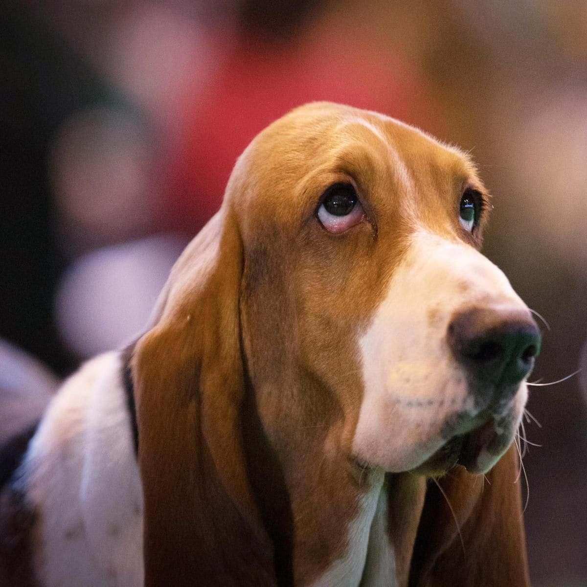 TAURUS Basset Hound