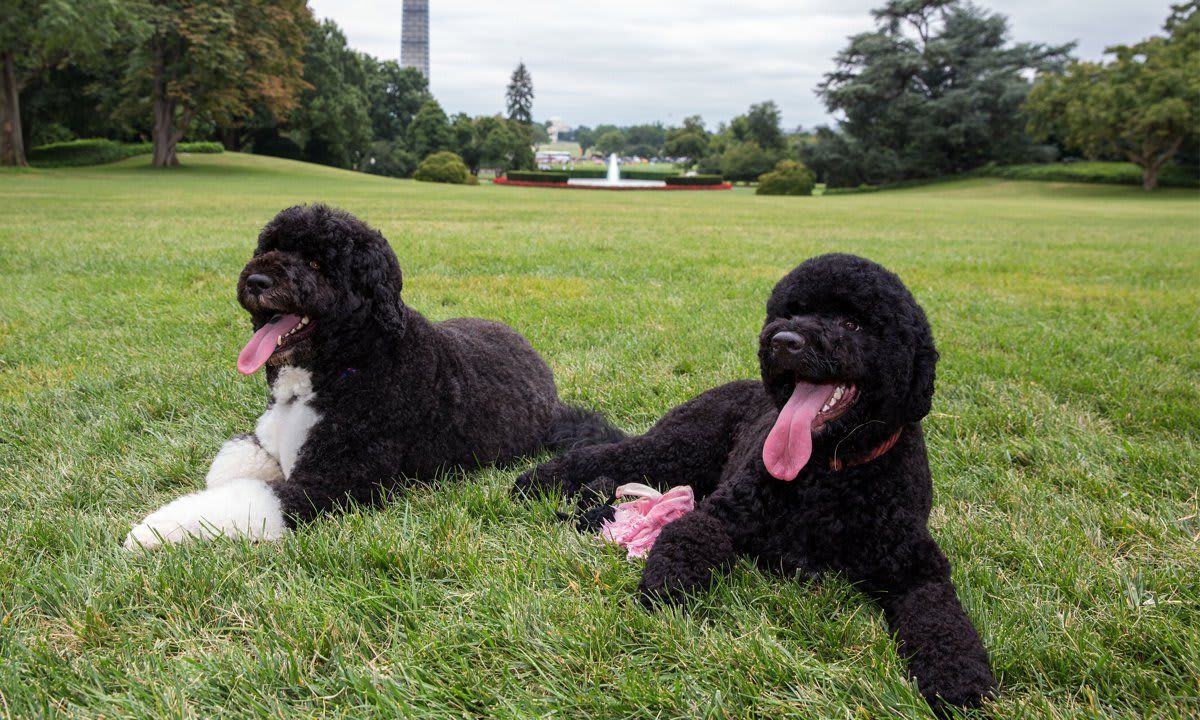 Obama's New Puppy Sunny