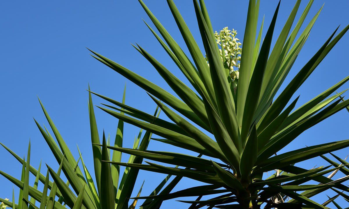 Variety of Yuca Plants