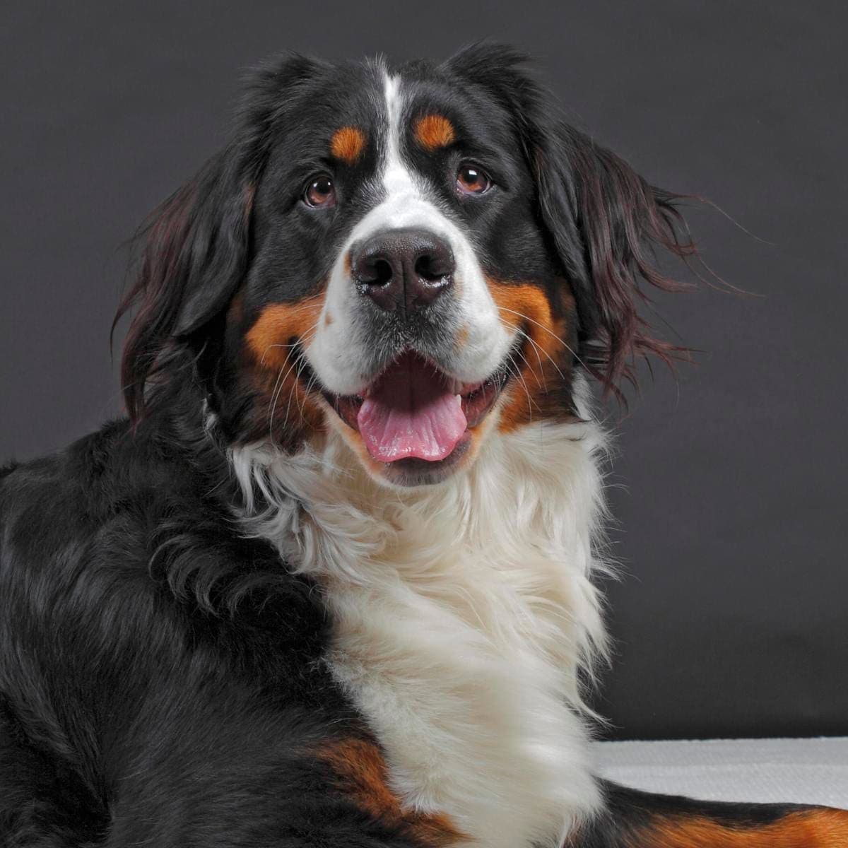 CAPRICORN Bernese Mountain Dog