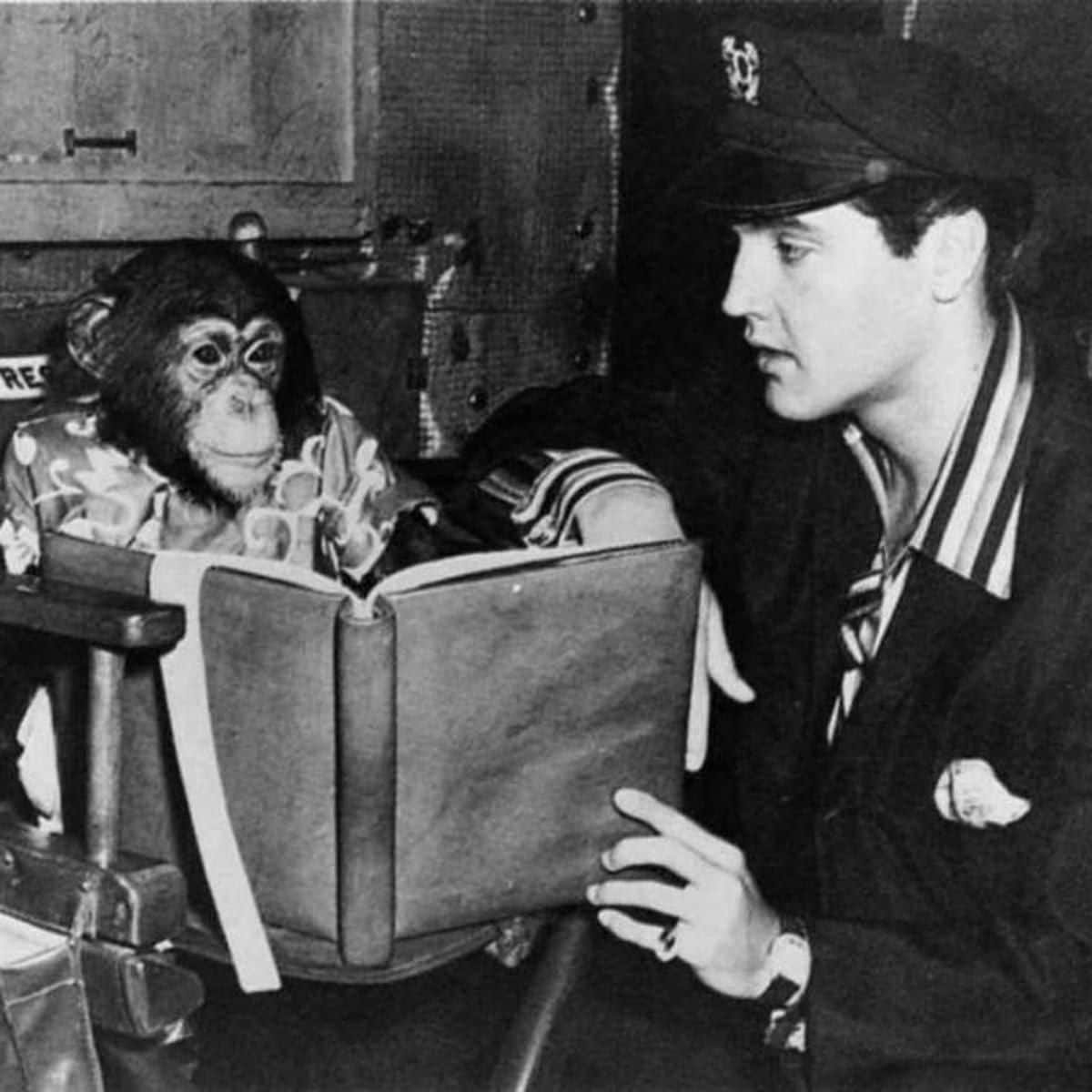 Elvis Presley's chimpanzee