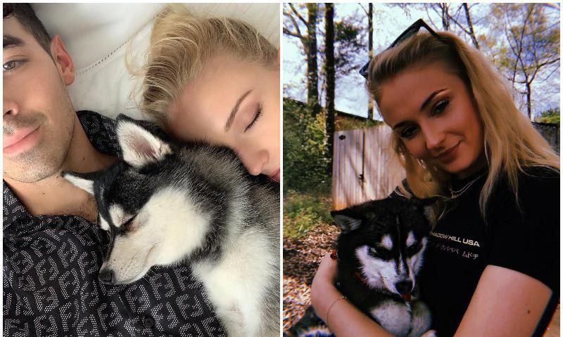 Sophie Turner and Joe Jonas say goodbye to their pup, Waldo