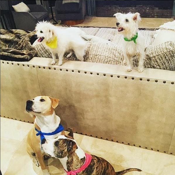 Kaley Cuoco has adopted a number of dogs, which can be seen regularly on social media.
<br>Photo: Instagram/@normancook