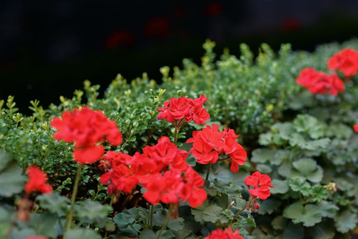 Bright red geraniums